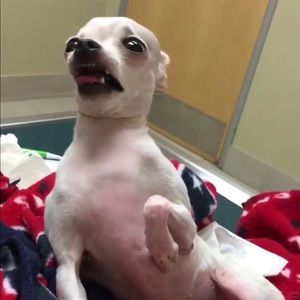 Meet your Posher, Robert